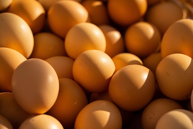 Raw chicken meat — high-protein food